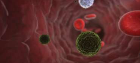 Včelí jed a plesňové infekcie