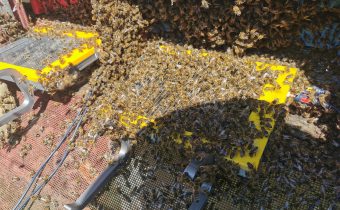 Zber včelieho jedu